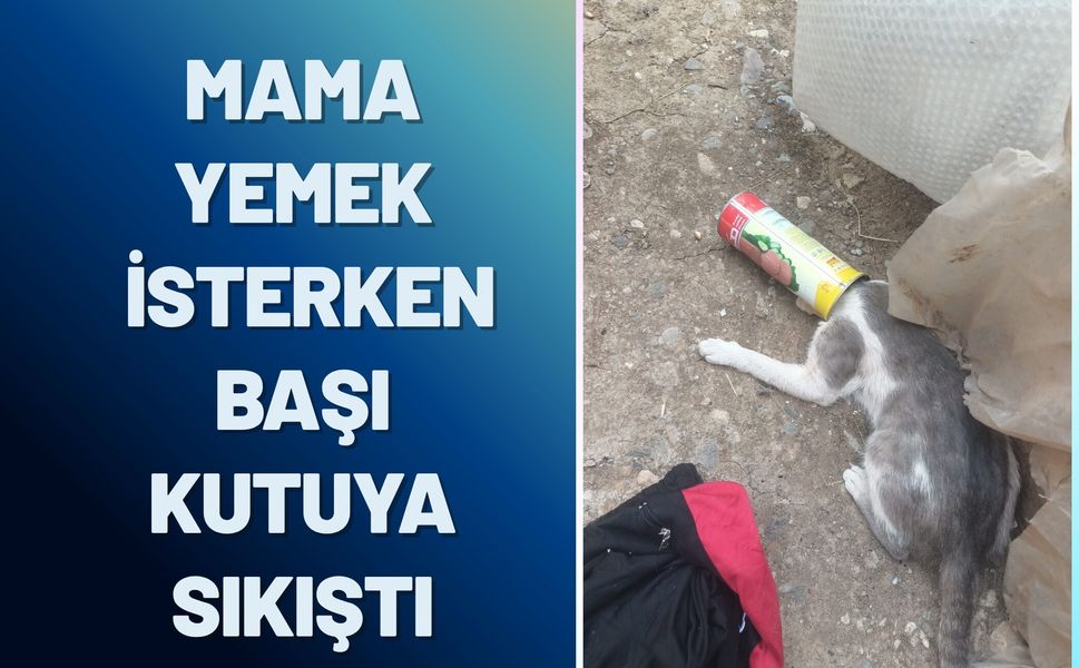 Mama Yemek İsterken Başı Kutuya Sıkışan Kedi İtfaiye Ekiplerince Kurtarıldı