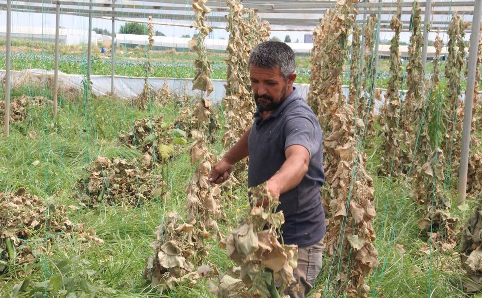 Salatalık üreticisi dertli: Verim düştü, maliyet arttı