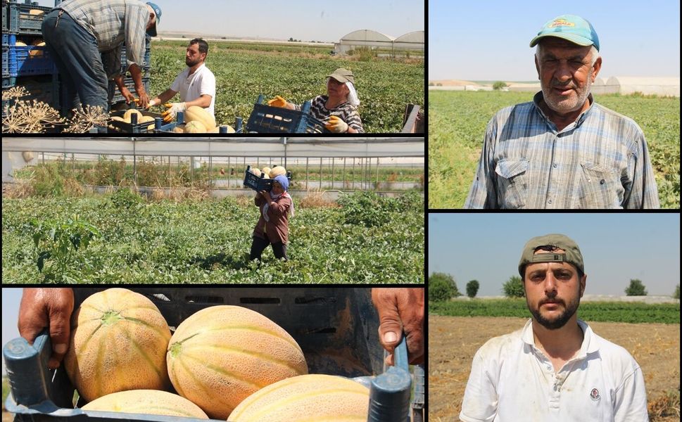 Segirka kavununda hasat başladı
