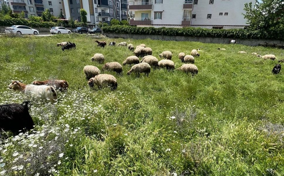 Bu Yaz Koçerlerin Yüzü Gülüyor