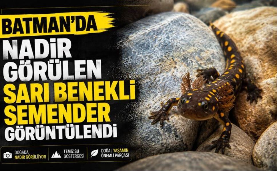 Batman’da Nadir Görülen Sarı Benekli Semender Görüntülendi