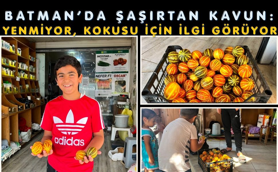 Batman’da Şaşırtan Kavun: Yenmiyor, Kokusu İçin İlgi Görüyor