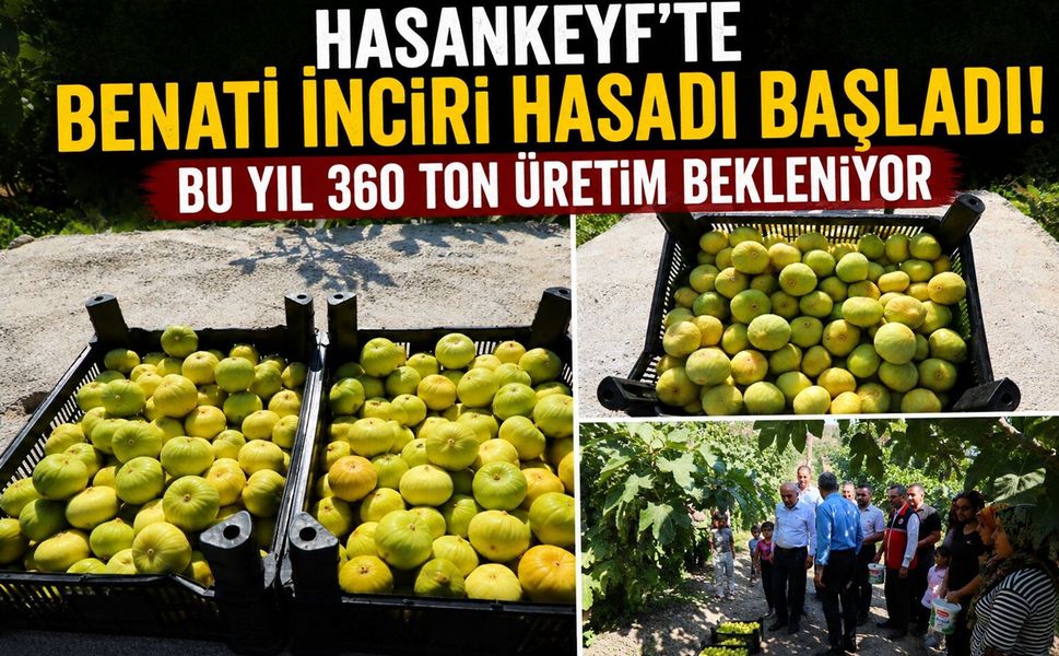 Hasankeyf’te Benati İnciri Hasadı Başladı! Bu Yıl 360 Ton Üretim Bekleniyor