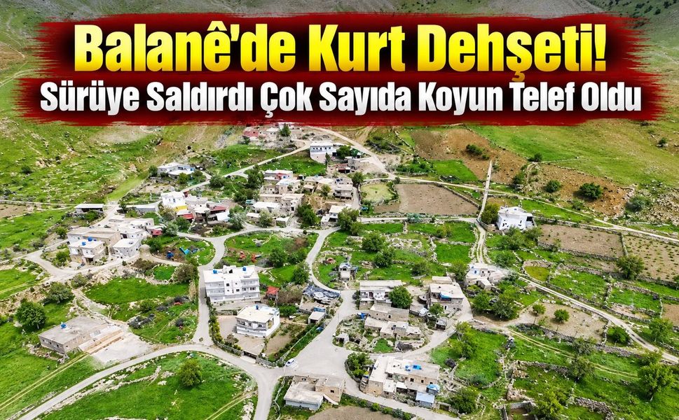 Balane’de Kurt Dehşeti! Sürüye Saldırdı Çok Sayıda Koyun Telef Oldu