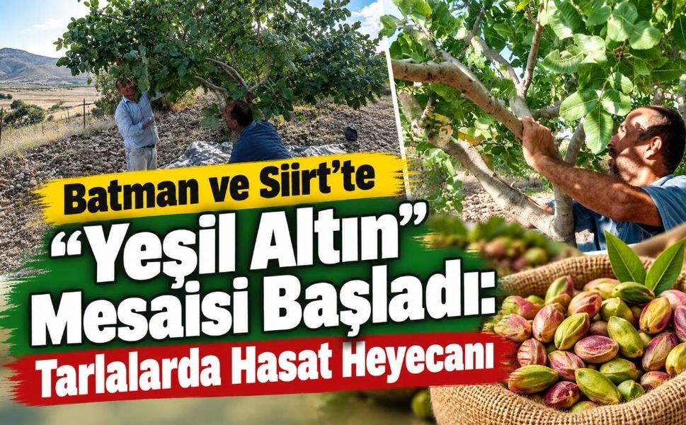 Batman ve Siirt'te "Yeşil Altın" Mesaisi Başladı: Tarlalarda Hasat Heyecanı