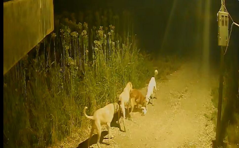 Batman'da başıboş köpekler kediyi kovalayıp telef etti