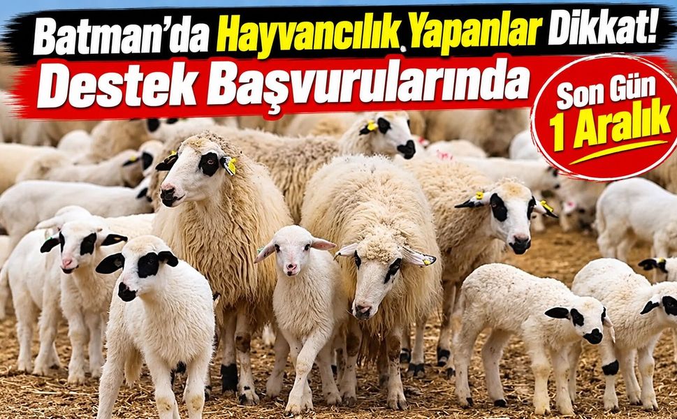 Batman’da Hayvancılık Yapanlar Dikkat! Destek Başvurularında Son Gün 1 Aralık