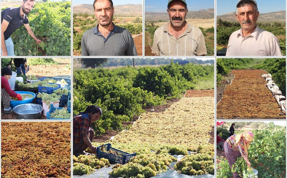 Batman'da kuru üzüm mesaisi: Üreticiler ürünlerinin markalaşmasını istiyor