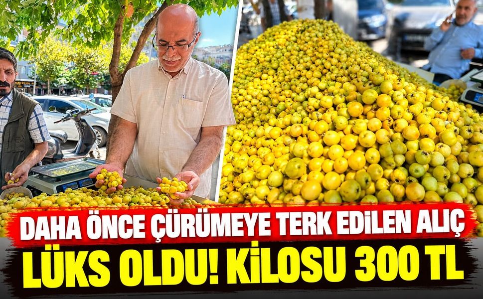 Daha Önce Çürümeye Terk Edilen Alıç Lüks Oldu! Kilosu 300 TL