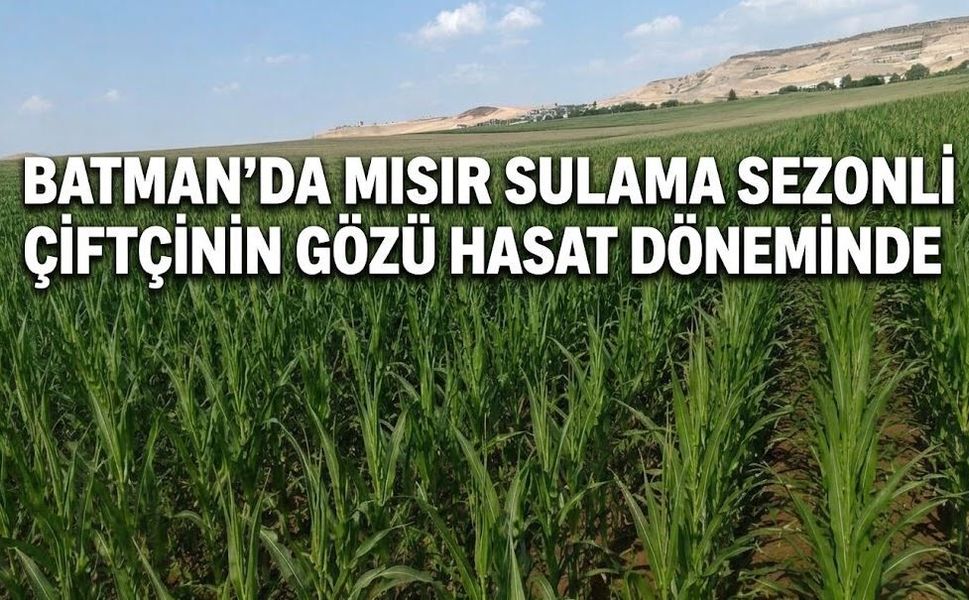 Batman’da Mısır Sulama Sezonu Verimli Geçti: Çiftçinin Gözü Hasat Döneminde