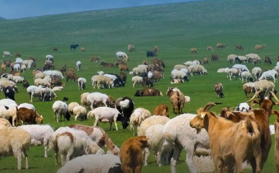 Küçükbaş hayvancılık desteklerinde artış yapıldı
