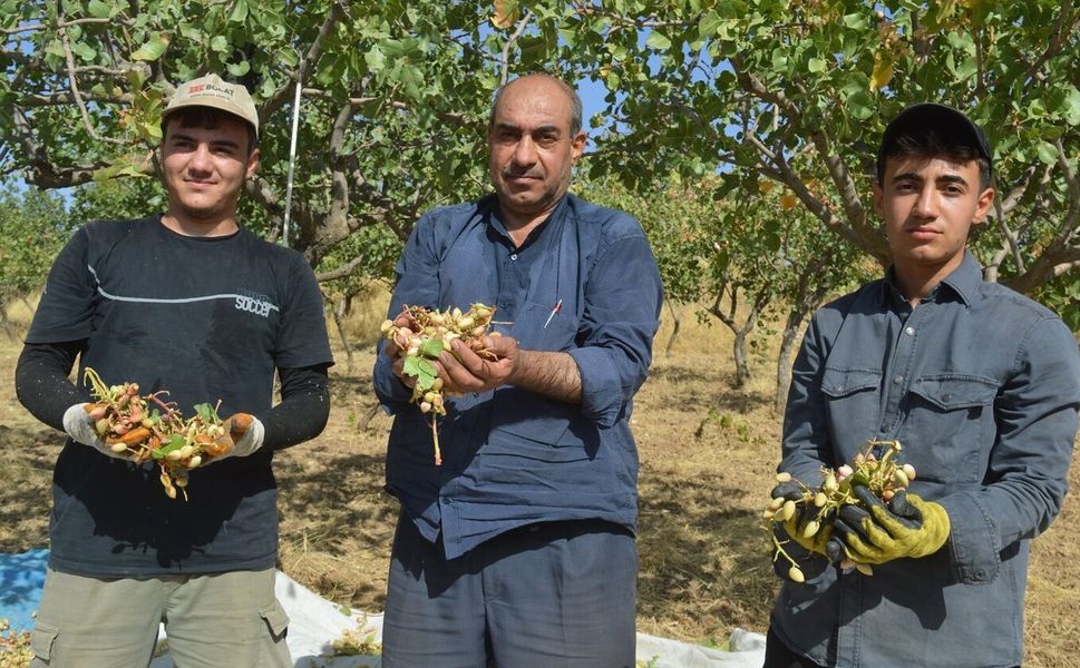 45 yıllık fıstık hasadı torunlara kaldı