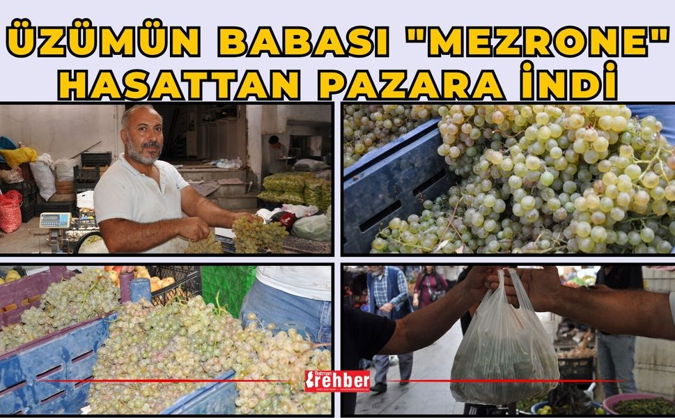 Üzümün Babası "Mezrone" Hasattan Pazara İndi