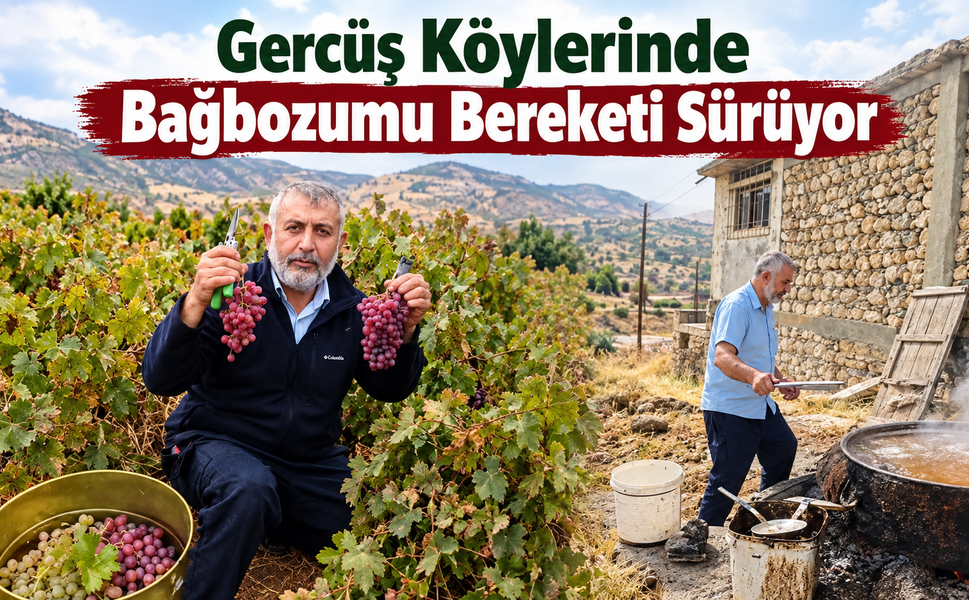 Gercüş Köylerinde Bağbozumu Bereketi Sürüyor