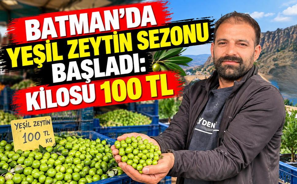 Batman’da Yeşil Zeytin Sezonu Başladı: Kilosu 100 TL