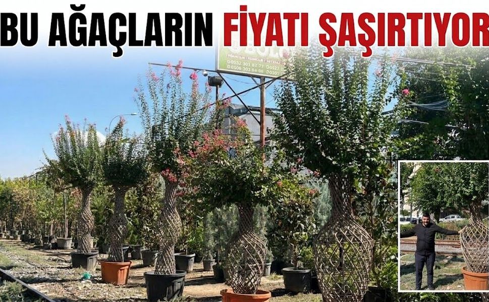 Bu Ağaçların Fiyatı Şaşırtıyor