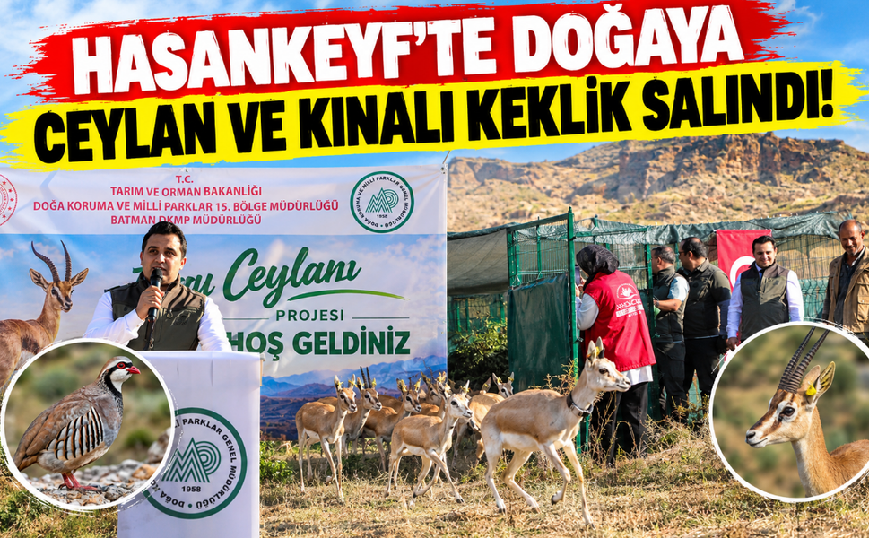 Hasankeyf’te doğaya ceylan ve kınalı keklik salındı!