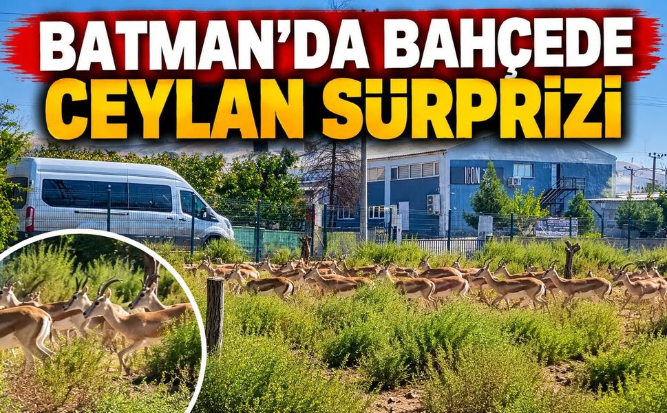 Batman'da Bahçede Ceylan Sürprizi