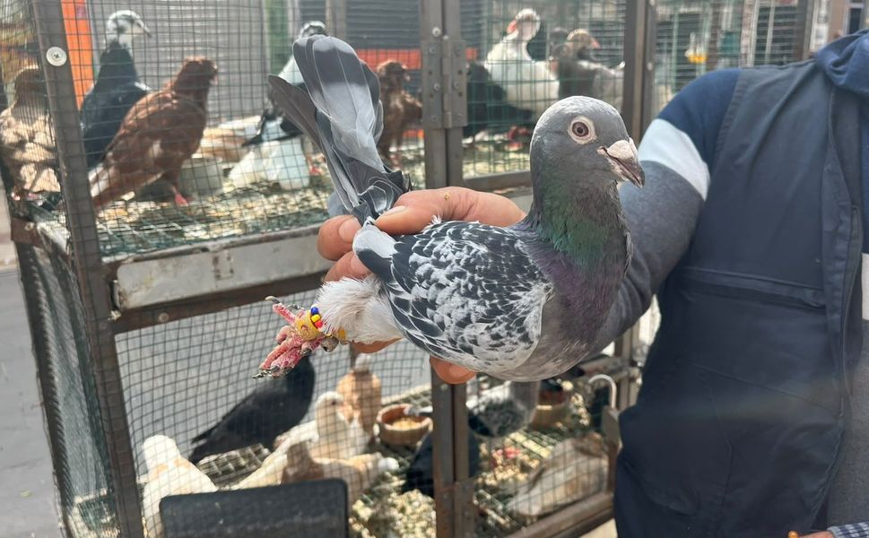 Yarış Tutkunlarının Gözdesi Güvercinler